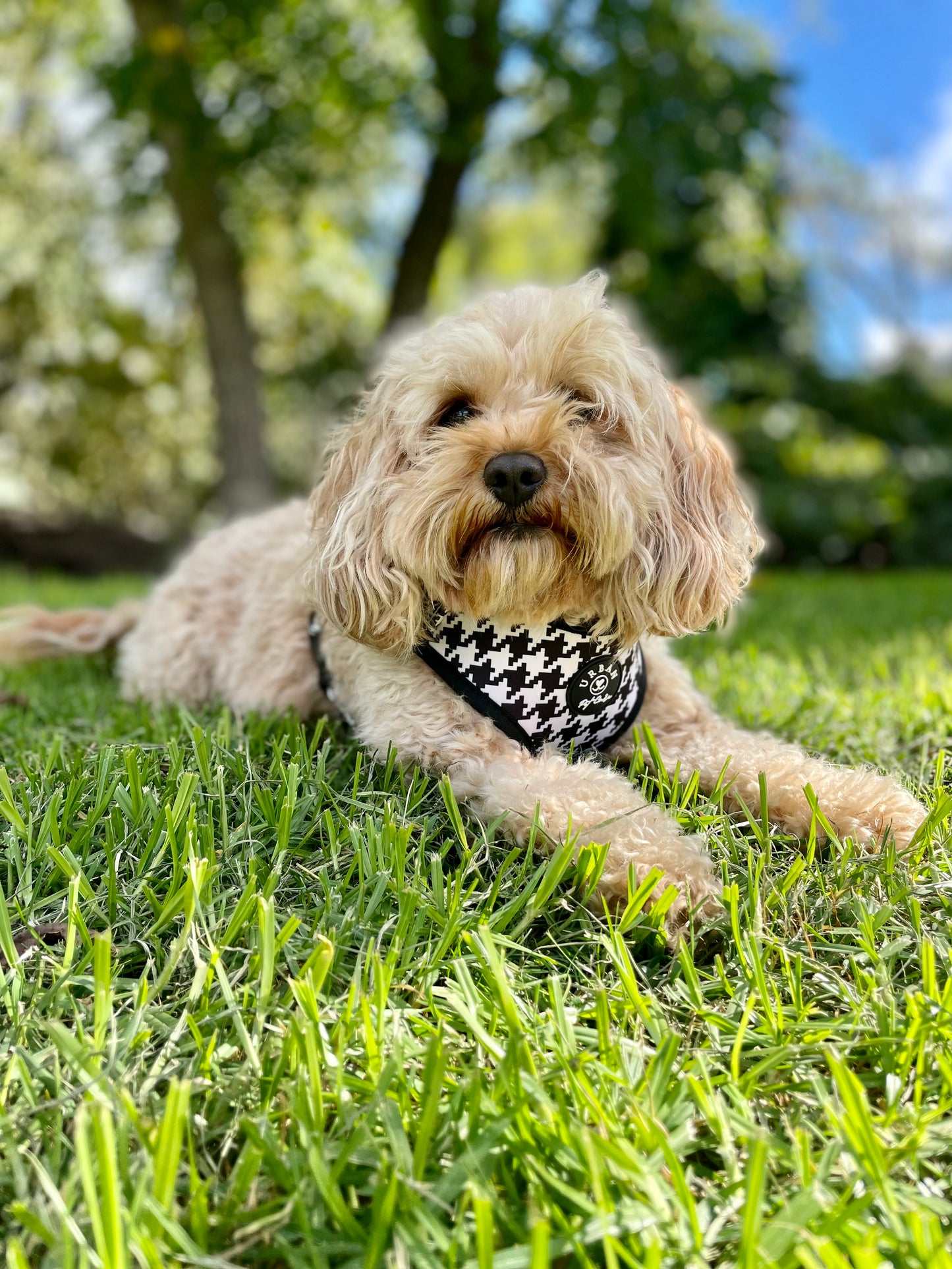 Harness - Classy sassy